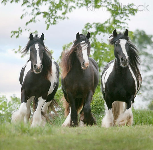 KimballStock_HOR-01-MB0264-01