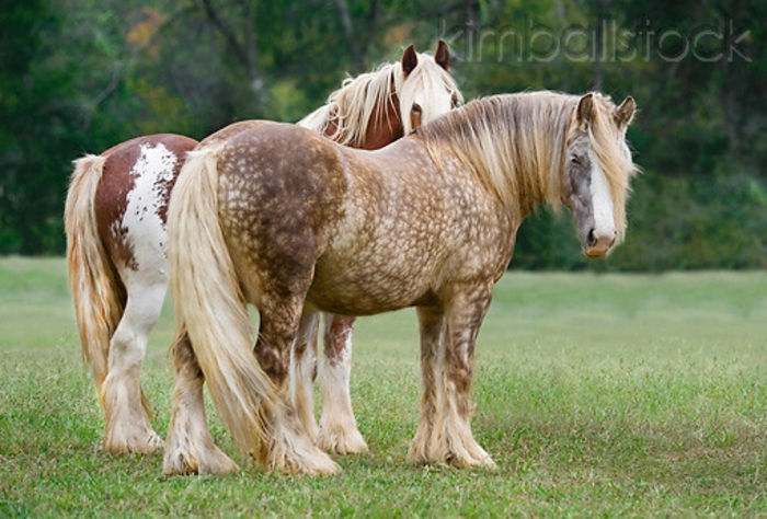 KimballStock_HOR-01-MB0280-01