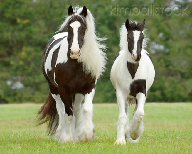 KimballStock_HOR-01-MB0285-01