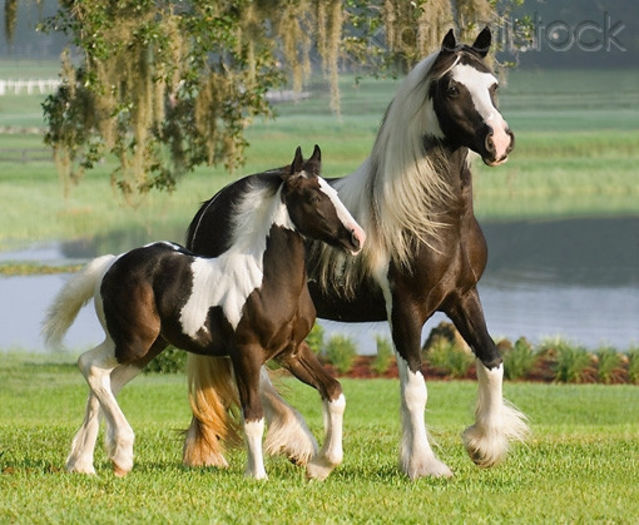 KimballStock_HOR-01-MB0286-01