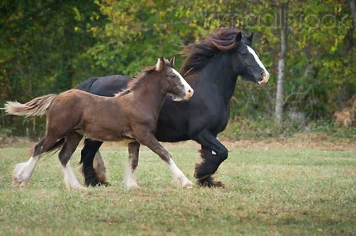 KimballStock_HOR-01-MB0293-01