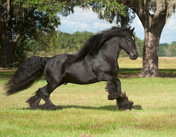 KimballStock_HOR-01-MB0317-01 - Alta pasiune CAIII