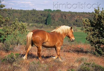 KimballStock_HOR-01-RK1327-02