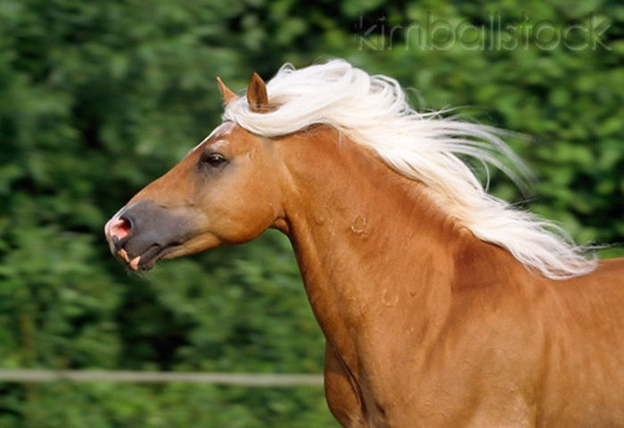 KimballStock_HOR-01-SS0064-01