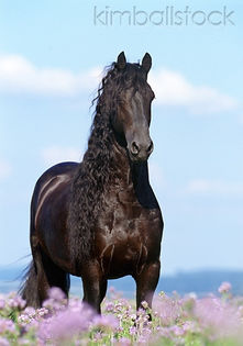 KimballStock_HOR-01-SS0109-01