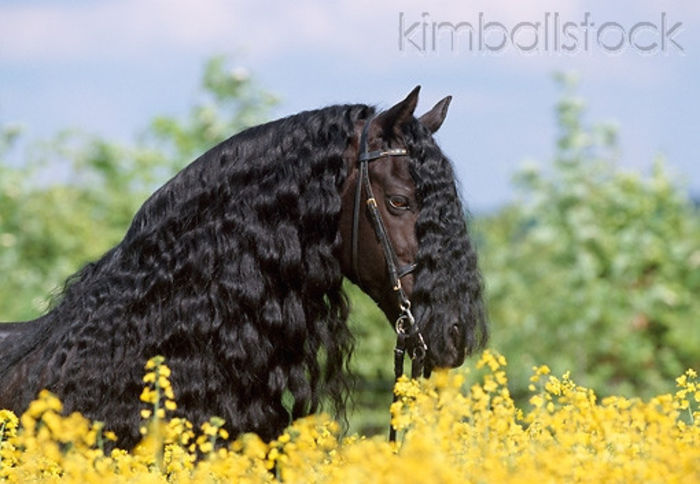 KimballStock_HOR-01-SS0110-01