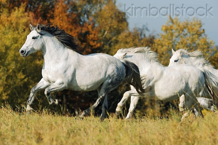 KimballStock_HOR-01-SS0219-01