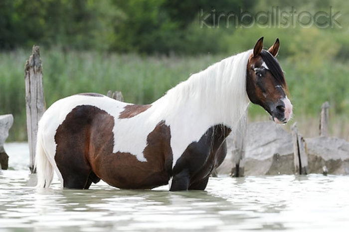 KimballStock_HOR-01-SS0349-01