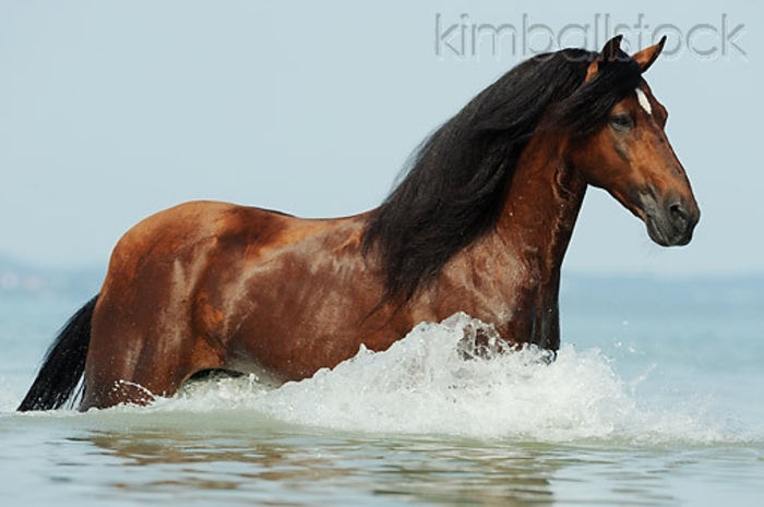 KimballStock_HOR-01-SS0354-01