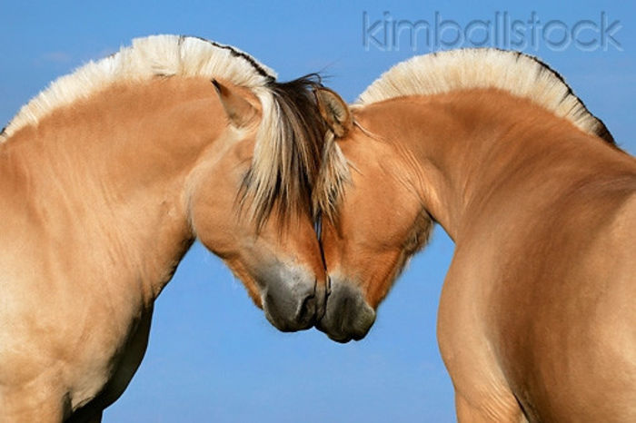 KimballStock_HOR-03-KH0004-01