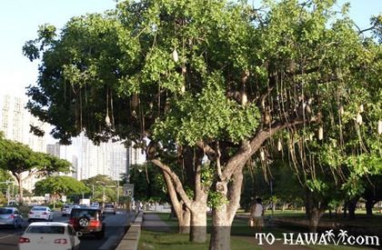 Arborele cu cirnati-cu fructe; (Kigelia africana)
