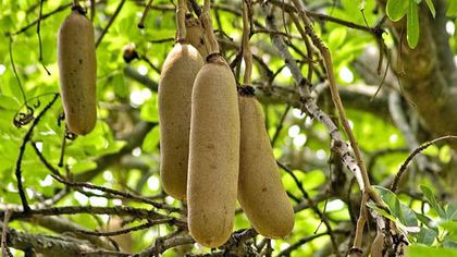 Arborele cu cirnati-fructe; (Kigelia africana)
