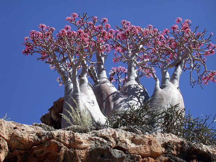 Trandafirul desertului; (Adenium obesum)
