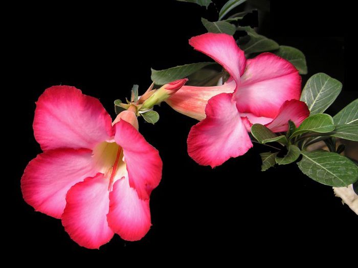 Trandafirul desertului-(flori); (Adenium obesum)
