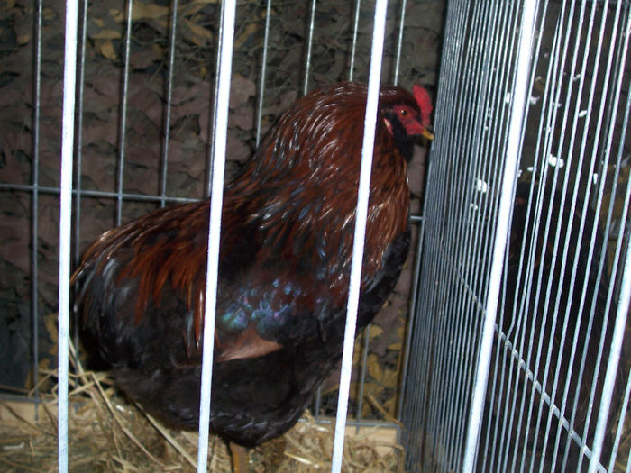 100_6500 - 2014 Araucana potarnichiu