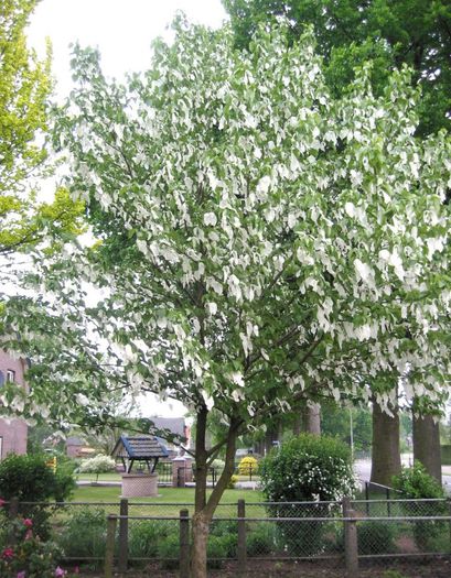 Arborele cu batiste; (Davidia involucrata)
batistele=frunze modificate, aflate la baza inflorescenţelor,albe,pina la 25 cm
