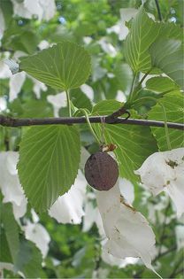 Arborele cu batiste-fruct; (Davidia involucrata)
