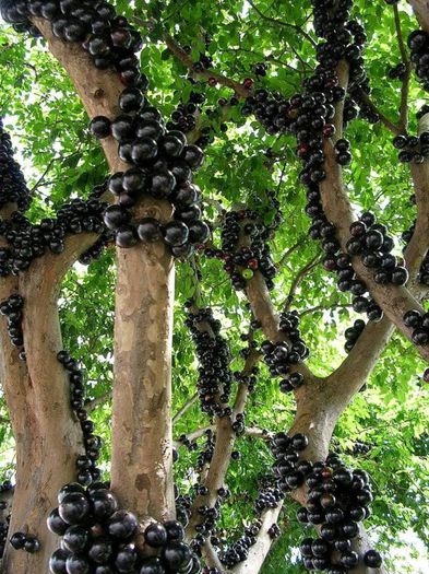 Jaboticaba-cu fructe; (Plinia kauliflora)
fructele sint asemanatoare grapfruitului
