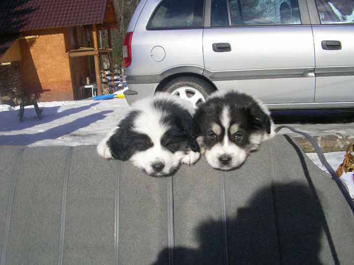 SANY1590 - ARINA NEPOATA LUI NUC DE HUMOR