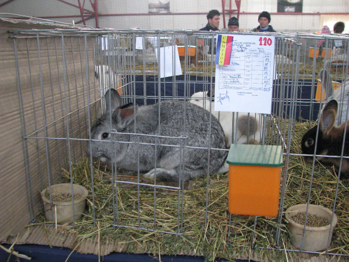 CAMPION Iepure de Cluj