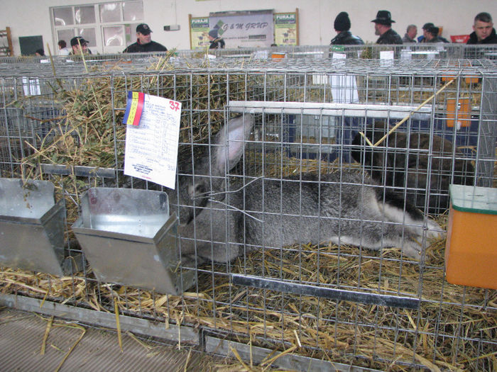 IMG_4711 - EXPO GHERLA