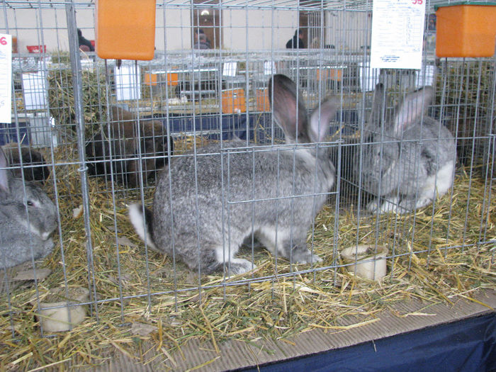 IMG_4712 - EXPO GHERLA