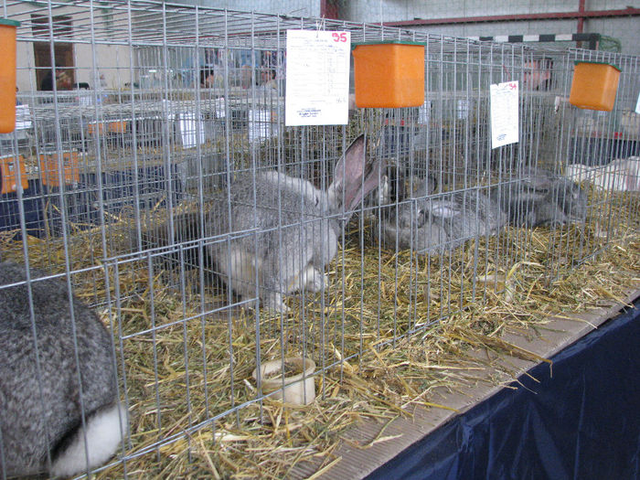 IMG_4714 - EXPO GHERLA