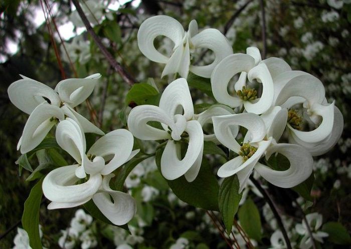CORNUS FLORIDA URB.-flori; arbust ornamental cu flori albe sau nuante de roz

