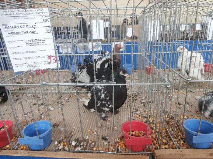 P2090179 - G- Roller de Cluj Vanduti