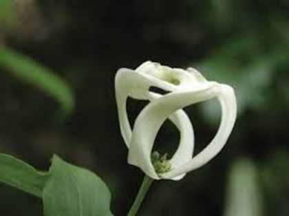 cornus florida urb.-floare