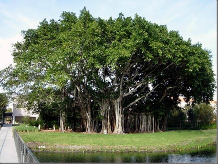 BANYAN; (Ficus benghalensis )
creste doar in India
