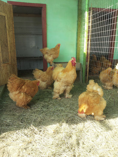 MjAxNDAyMDlfMTEwMDA1LmpwZw== - COCHINCHINA URIAS GALBEN