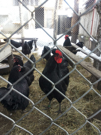 MjAxNDAyMDlfMTEyMzAzLmpwZw==