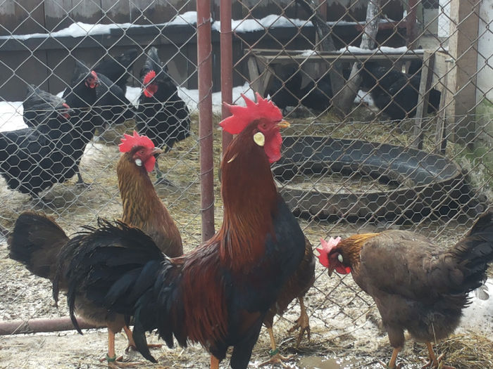 MjAxNDAyMDlfMTExOTAwLmpwZw==