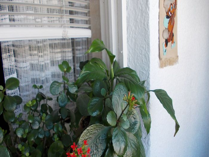 005; alte flori  pe balcon
