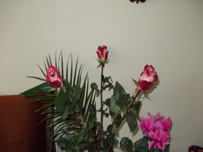 DSCN0654; trandafiri superbi de ziua mea
