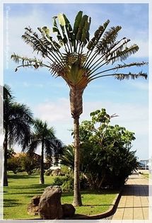 Arborele calatorului; (Ravenala madagascariensis)
