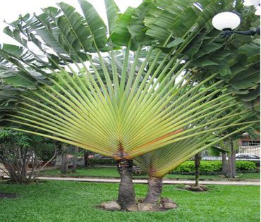 Arborelui calatorului; Ravenala madagascariensis)
aduna apa in frunzele ce cresc pe directiaN-S,ajutind calatorii
