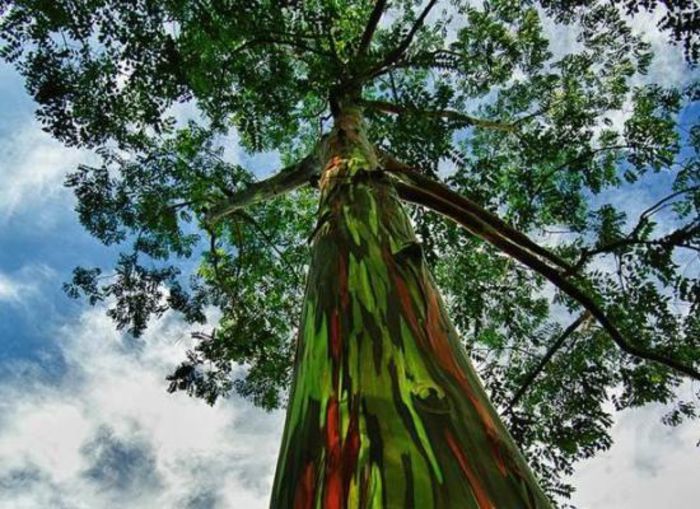 Eucaliptul curcubeu; (Eucalyptus deglupta)
in decursul anului,trunchiul isi schimba culorile din verde in albastru, violet, maro, portocaliu, roz și ocru.
