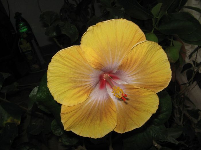 IMG_0567 - Hibiscus 1