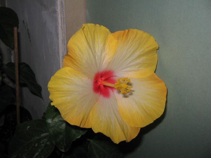 IMG_0570 - Hibiscus 1