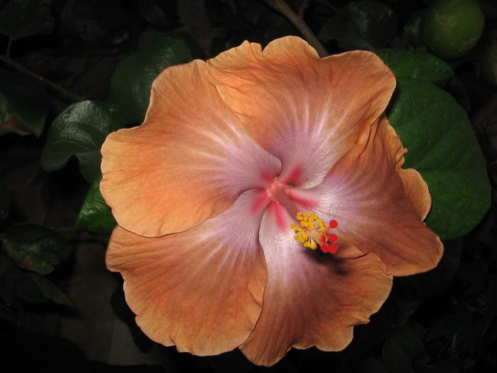 IMG_0573 - Hibiscus 1