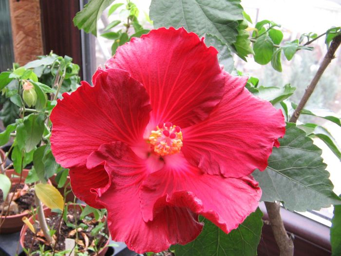 IMG_0587 - Hibiscus 1