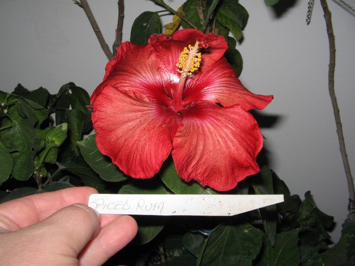 IMG_0597 - Hibiscus 1