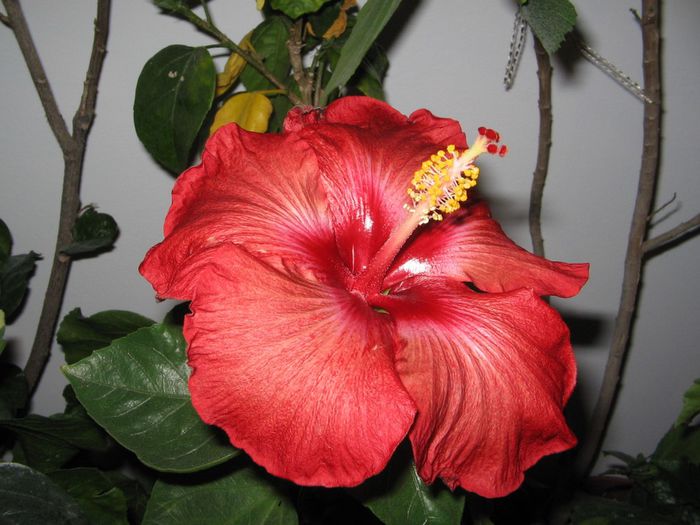 IMG_0598 - Hibiscus 1