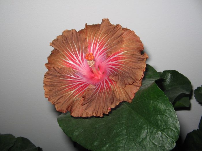 IMG_0601 - Hibiscus 1