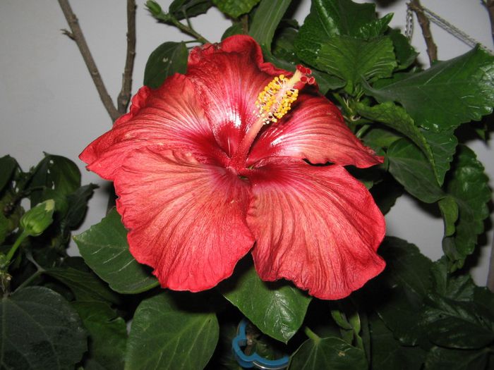 IMG_0603 - Hibiscus 1