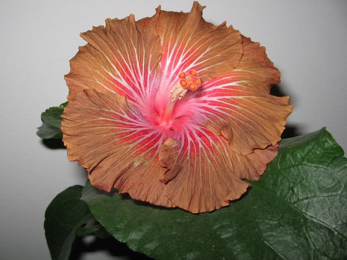 IMG_0604 - Hibiscus 1