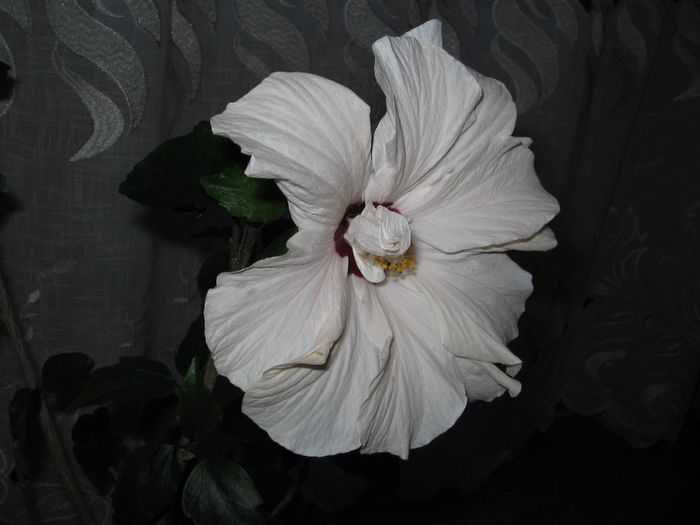 IMG_0612 - Hibiscus 1