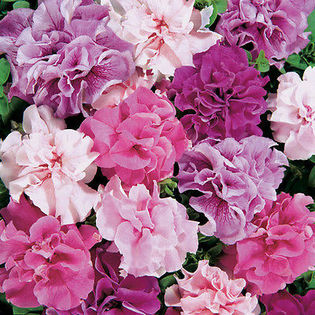 PETUNIA DOUBLE MIXED